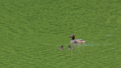 カイツブリ親子