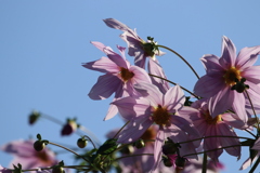 Tree dahlia