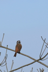 Meadow Bunting