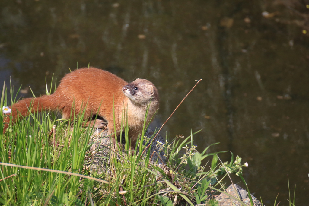 カワウソ、イタチじゃない？