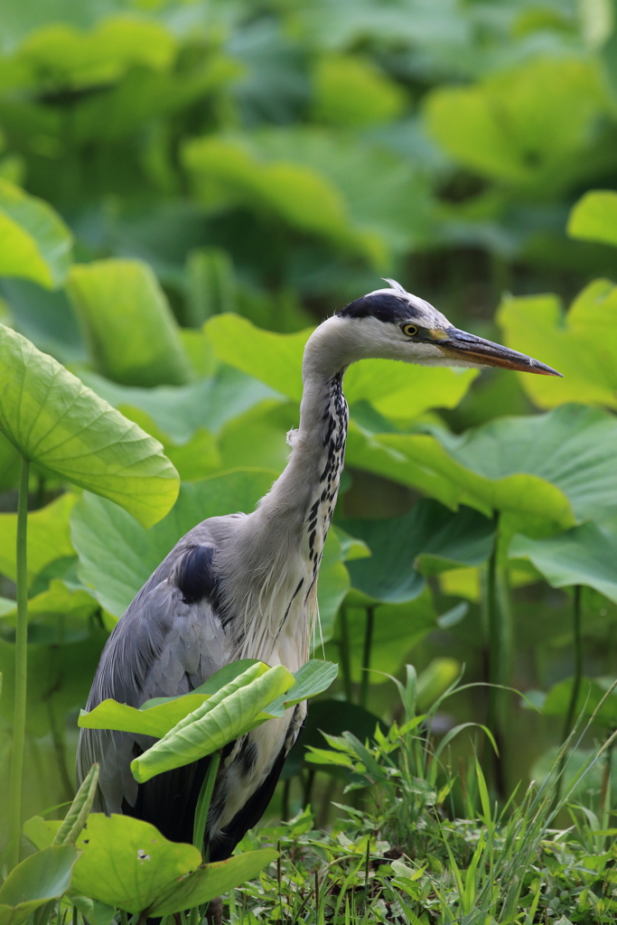 Grey heron