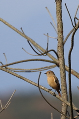 Daurian redstart
