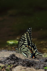 Swallowtail butterfly