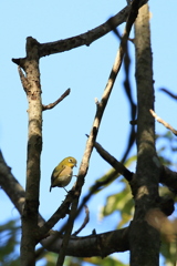 Warbling white-eye