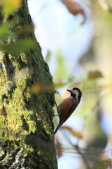 Varied tit