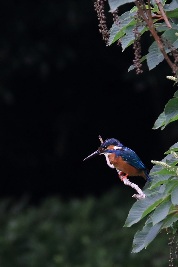 少しわかってきたかな100-400レンズ