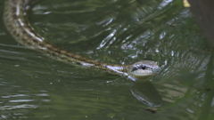 Japanese Rat Snake