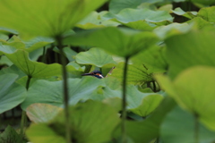 ハスの隙間から