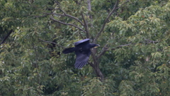 Jungle Crow