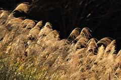 Miscanthus sinensis