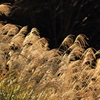Miscanthus sinensis