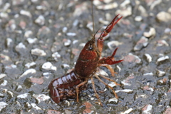 おめでたでした。