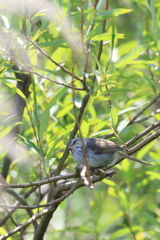 Japanese Bush Warbler