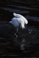 Little egret