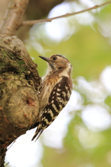 Japanese Pygmy Woodpecker