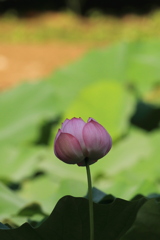 まだ咲いている子居るんだ