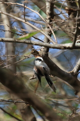 Aegithalos caudatus