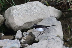 Japanese Wagtail