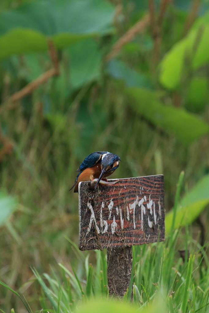 入らないで下さい 2