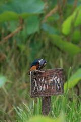 入らないで下さい 2