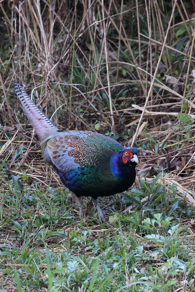 Japanese Pheasant
