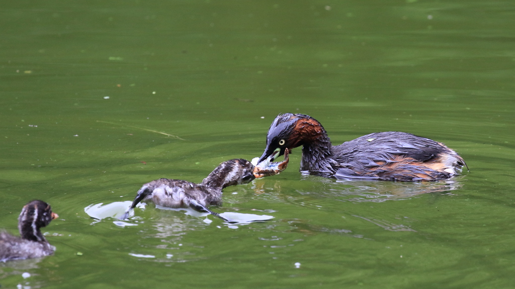 Little grebe