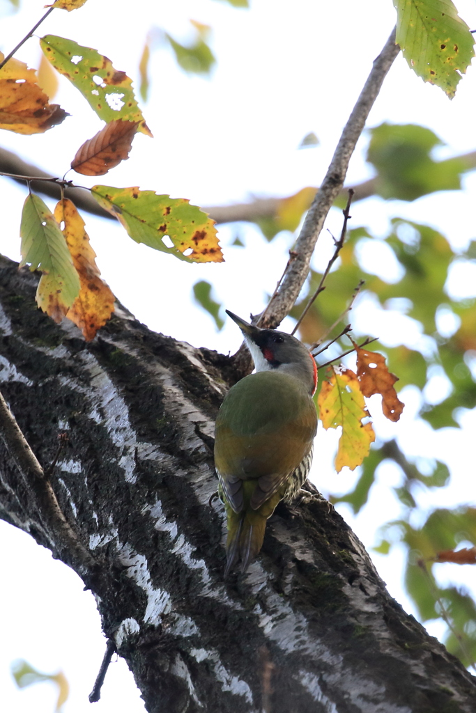 Japanese Green Woodpecker