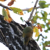 Japanese Green Woodpecker