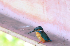 カワチチ