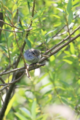 ホーホケキョ♪