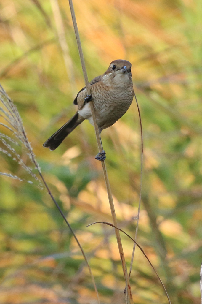 Bull-headed shrike