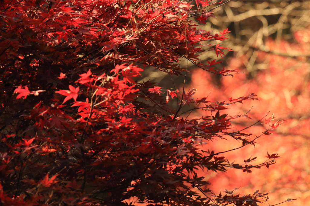 Autumn leaves