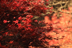 Autumn leaves