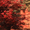 Autumn leaves