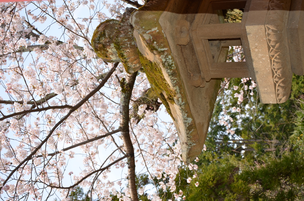 灯篭と桜