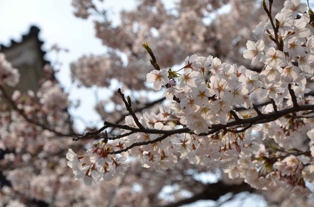 桜と城