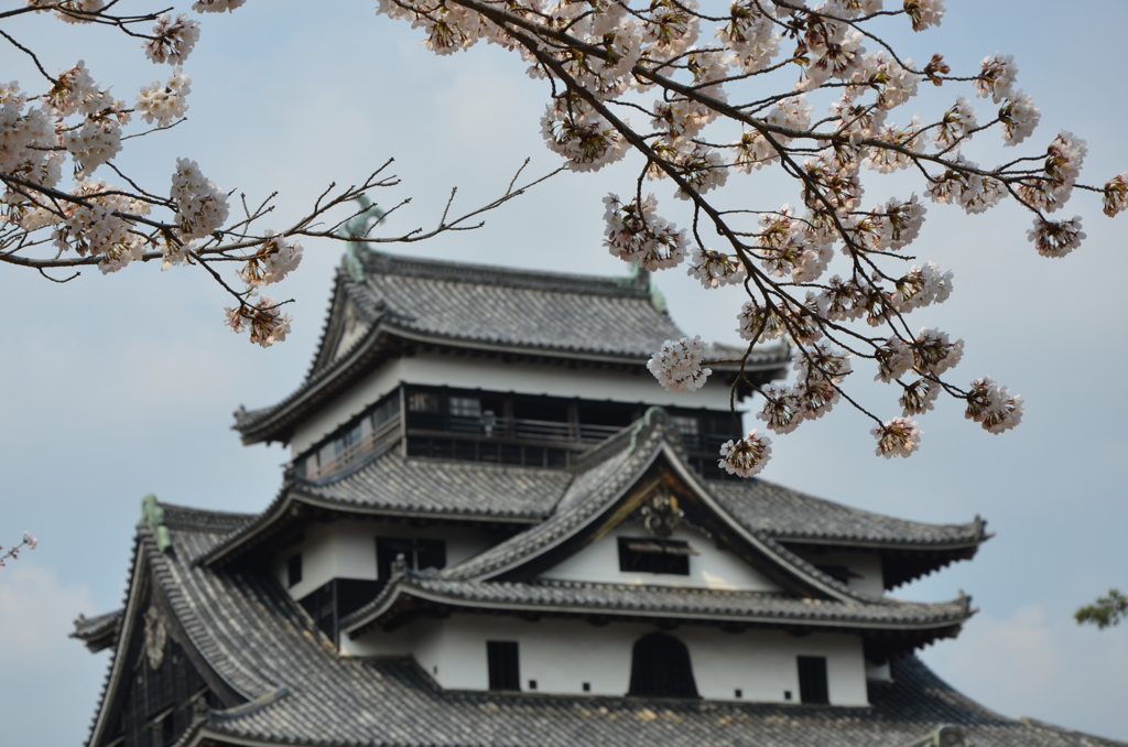 松江城と桜