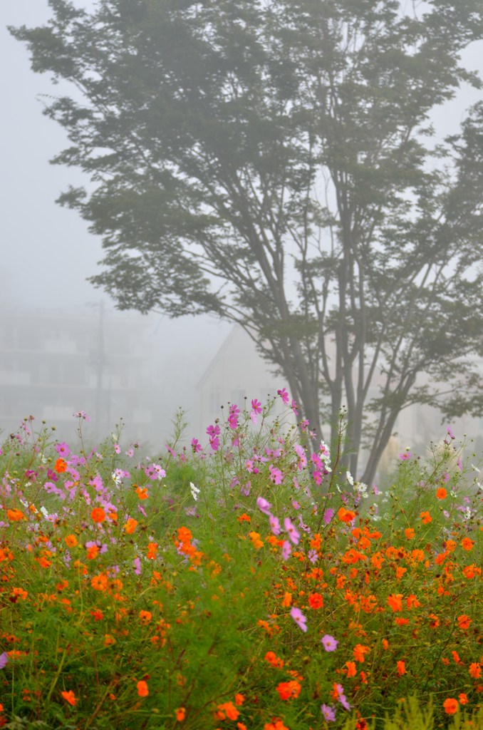 朝靄の風景