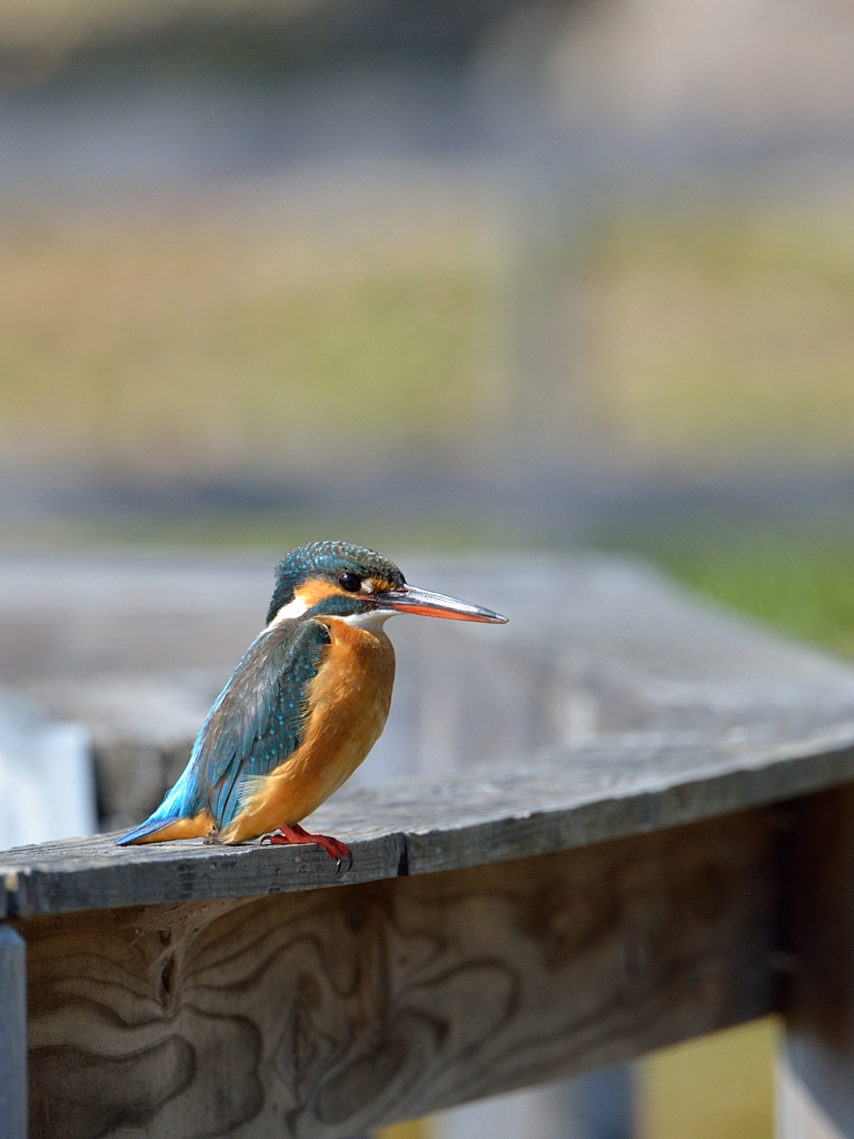 新レンズのカワセミ撮り