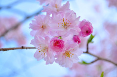 桜のコサージュ