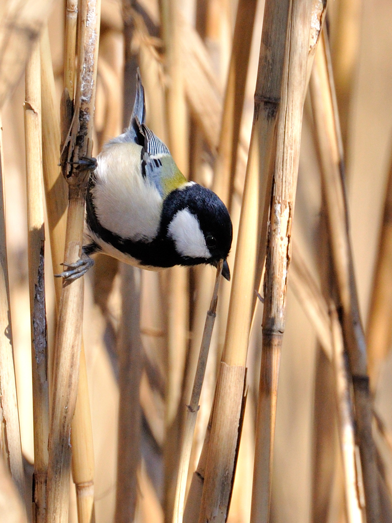 初シジュウカラ