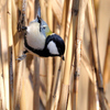 初シジュウカラ