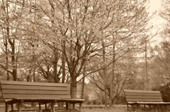 静かな公園