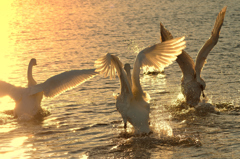 朝日を浴びる白鳥