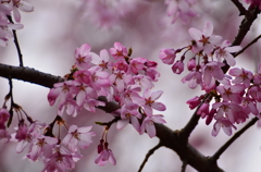 しだれ桜