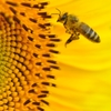 ひまわりにミツバチ