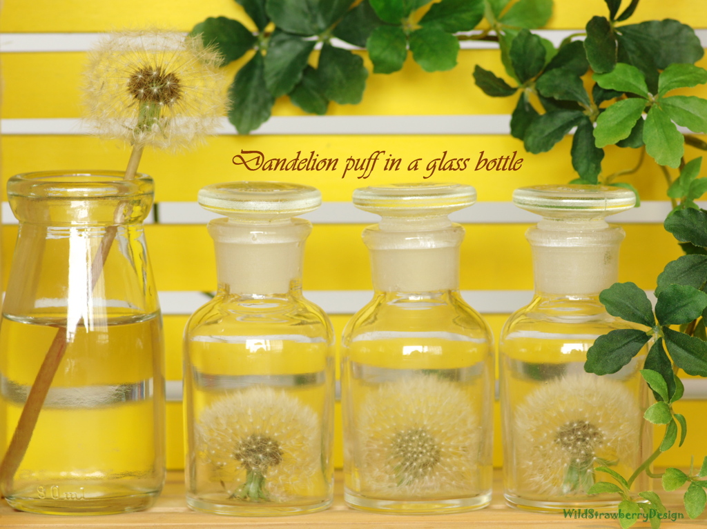 Dandelion puff in a glass bottle