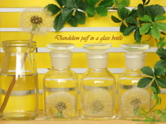 Dandelion puff in a glass bottle