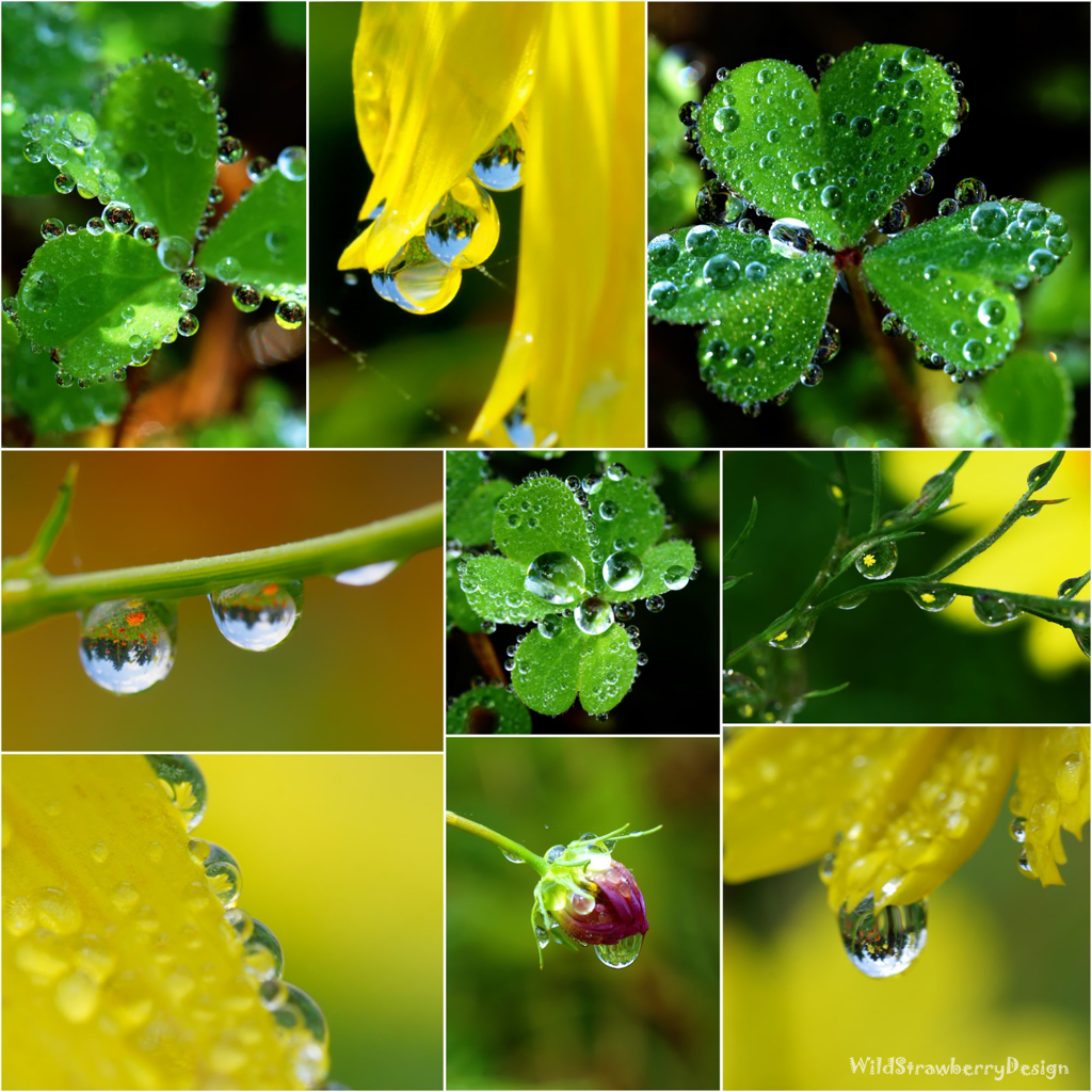 drop of rain