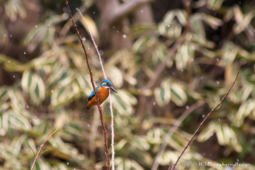 Jewel in a forest